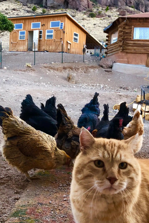 A cat surrounded by chickens