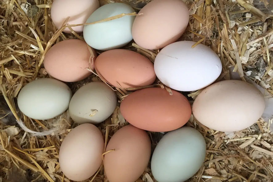 A dozen eggs nestled in a straw nest