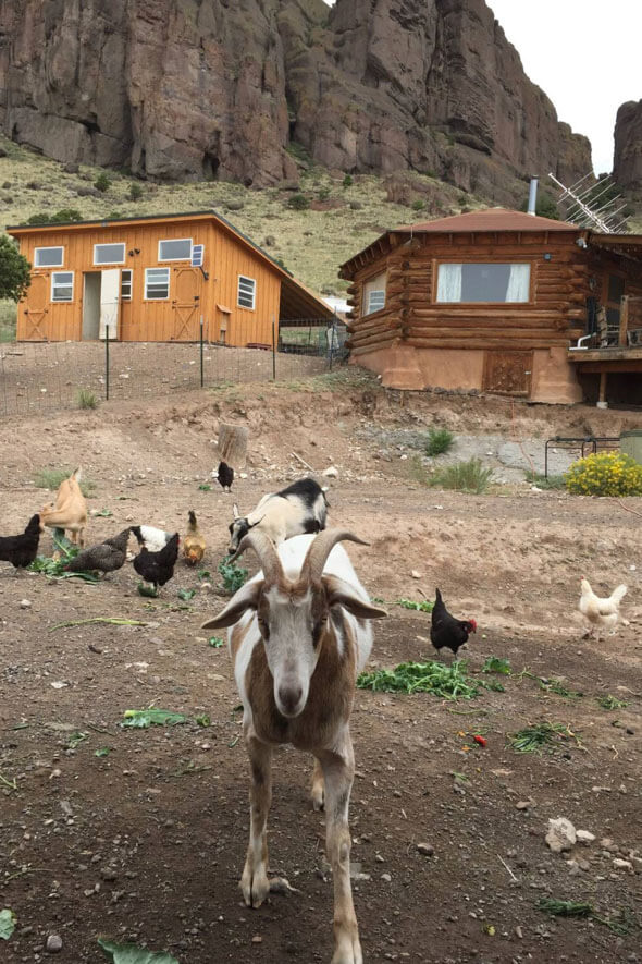A friendly goat greets visitors in front of a house