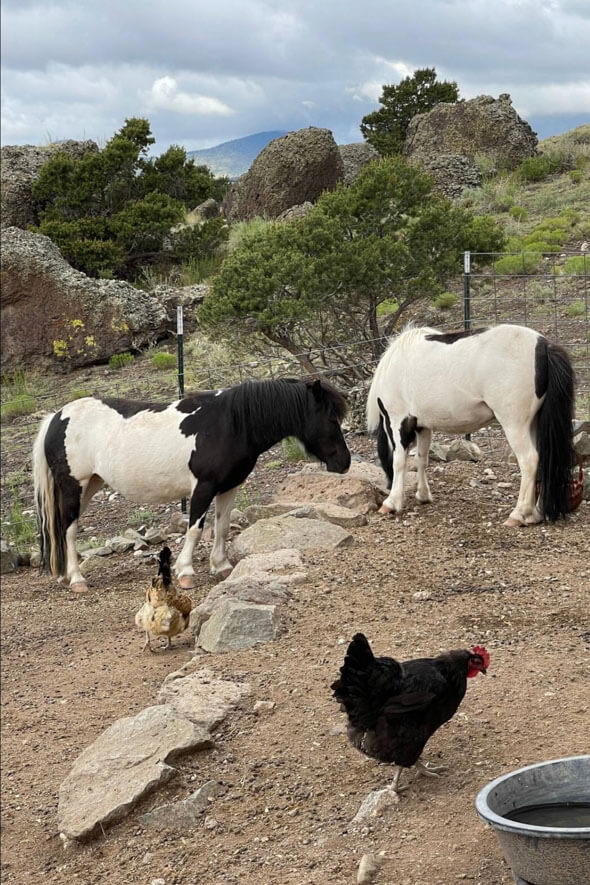 A horse and a chicken share a pen, displaying an adorable companionship in a cozy barnyard setting