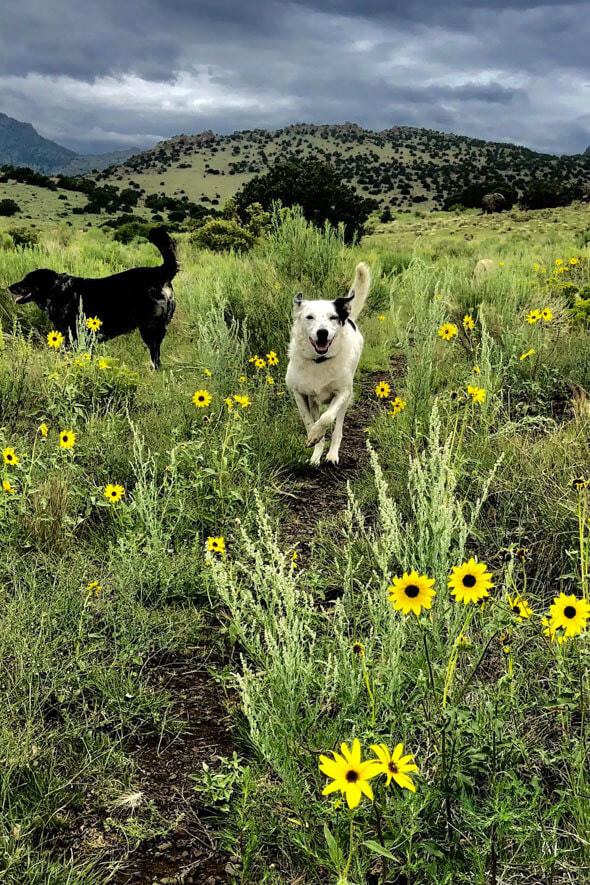 A pair of playful pups dashing through a meadow of wildflowers