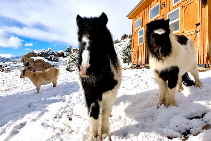 Experience the beauty of nature with two ponies standing in the snow near a rustic cabin