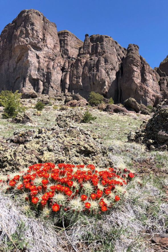 Vibrant red cactus flowers in blossom surrounded by the rocky Mountains of Angel Rock